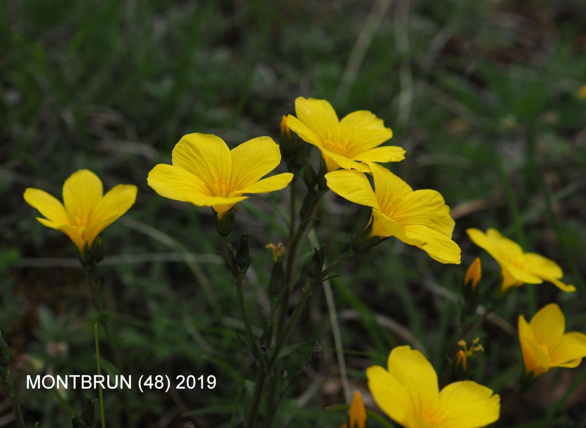 Flax, Yellow flower